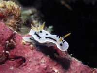 Nudibranch
