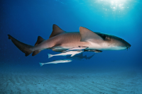 Nurse Shark