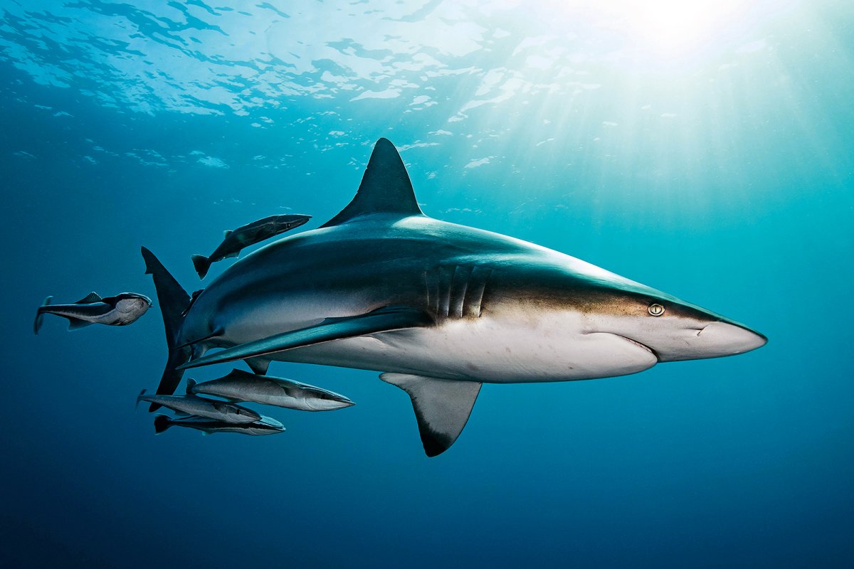 Squalo pinne nere - Carcharhinus limbatus