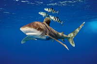Oceanic Whitetip Shark