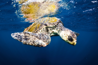 Olive Ridley Turtle