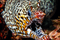 Panther Moray Eel (Dragon Eel)