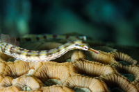 Pipefish