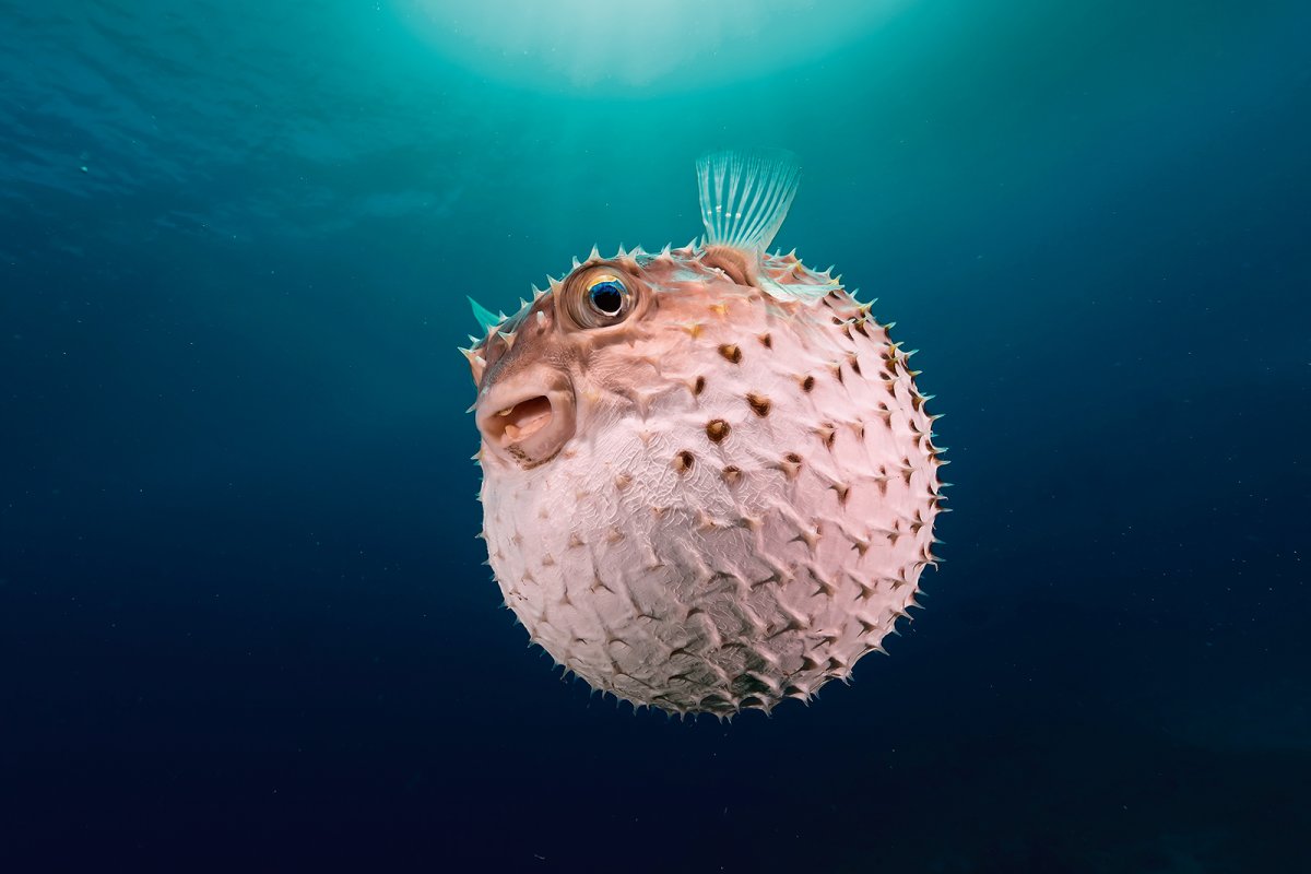 Porcupinefish