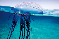 Portuguese Man o'War
