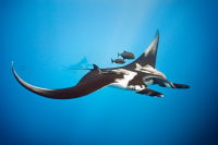 Reef Manta Ray