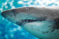Sand Tiger Shark