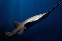 Sawshark