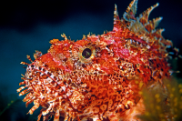 Scorpionfish