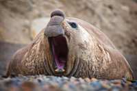 Elephant Seal