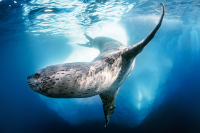 Foca Leopardo