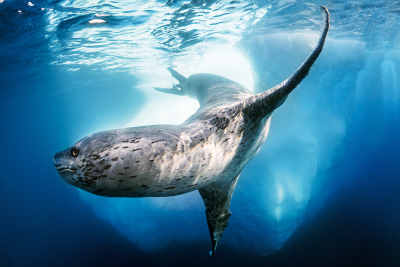 Leopard seal
