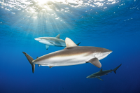 Silky Shark