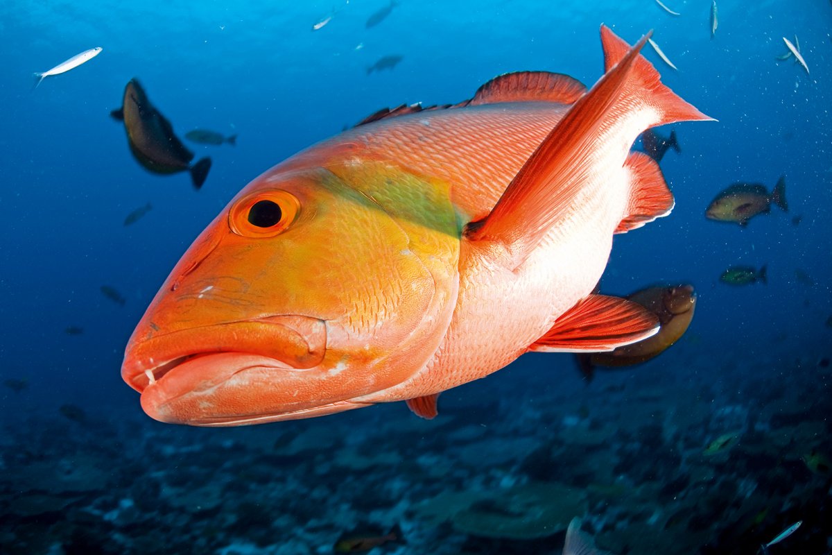 Snapper