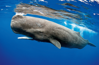 Sperm Whale