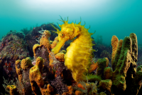 Spiny Seahorse