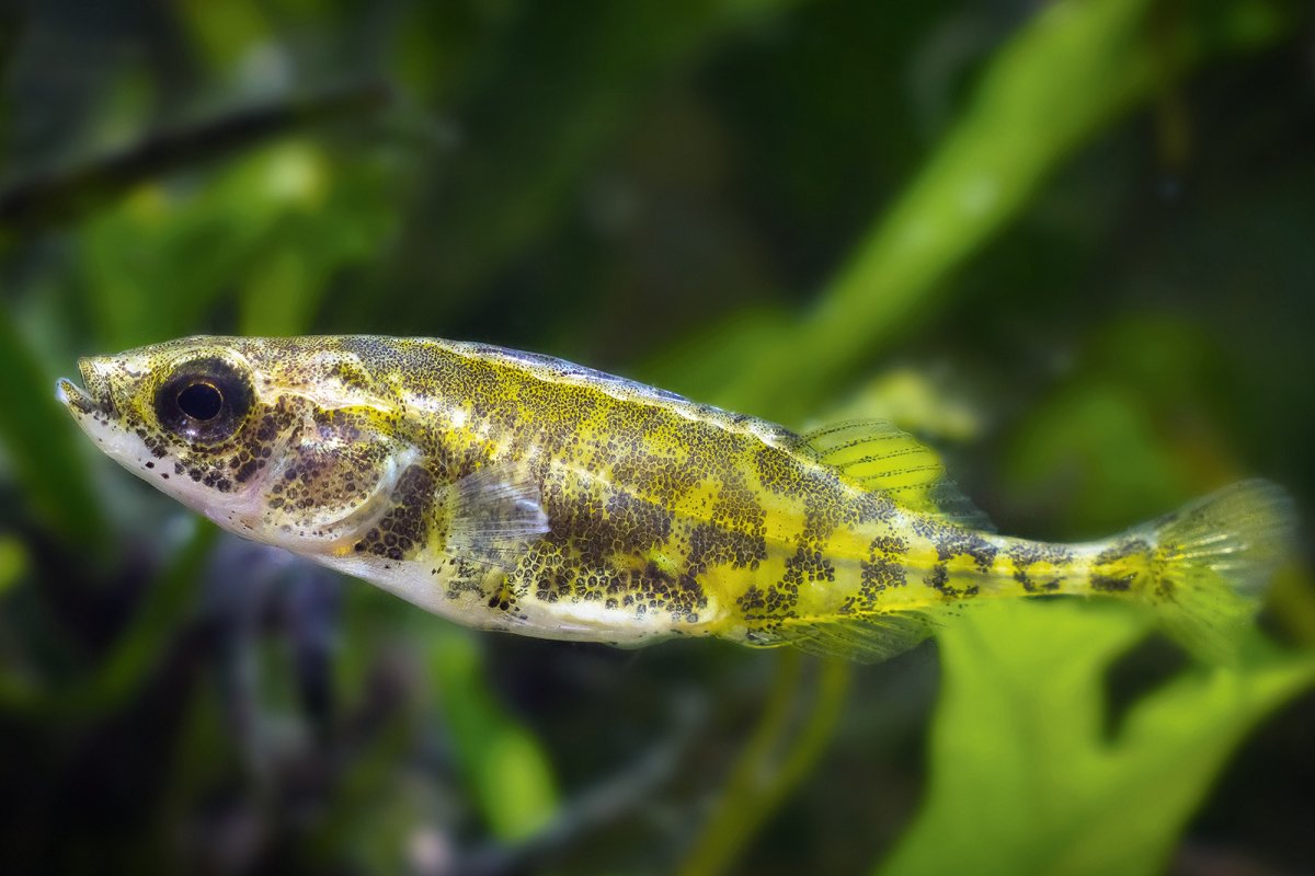 Stickleback