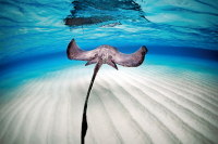 Stingrays