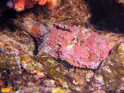 Stonefish
