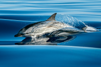 Striped Dolphin