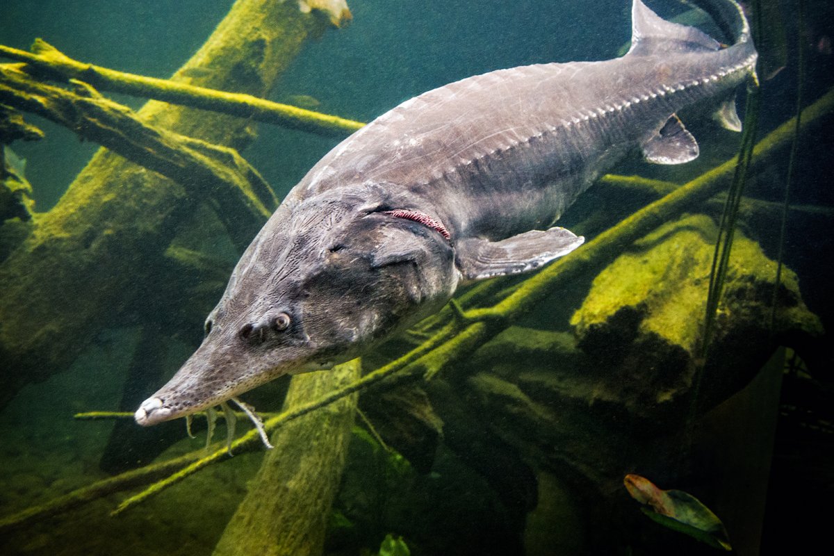 Sturgeon Fish Magyarul