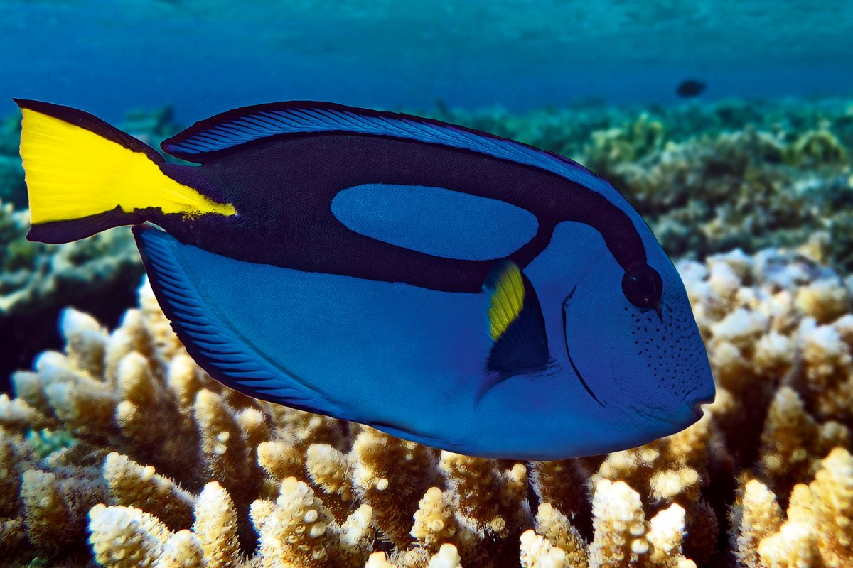 Surgeonfish