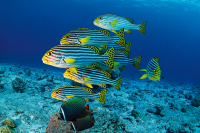 Sweetlips and Grunts