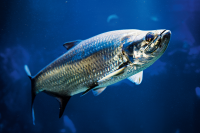 Tarpon