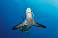 Thresher Shark