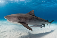 Tiger Shark