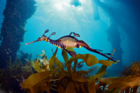 Weedy Seadragon