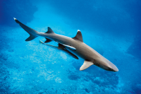 Whitetip Reef Shark