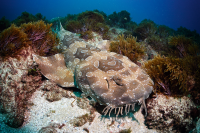 Wobbegong