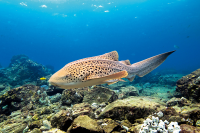 Zebra Shark