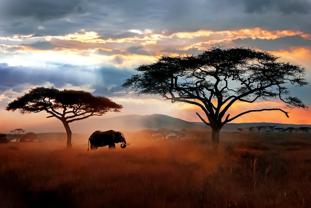 Africa (c) iStock-Delbars