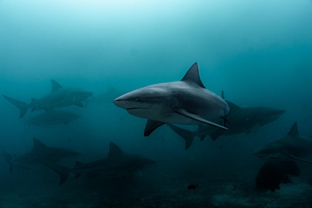 Diving with bull sharks in Fiji (c) Marla Tomorug