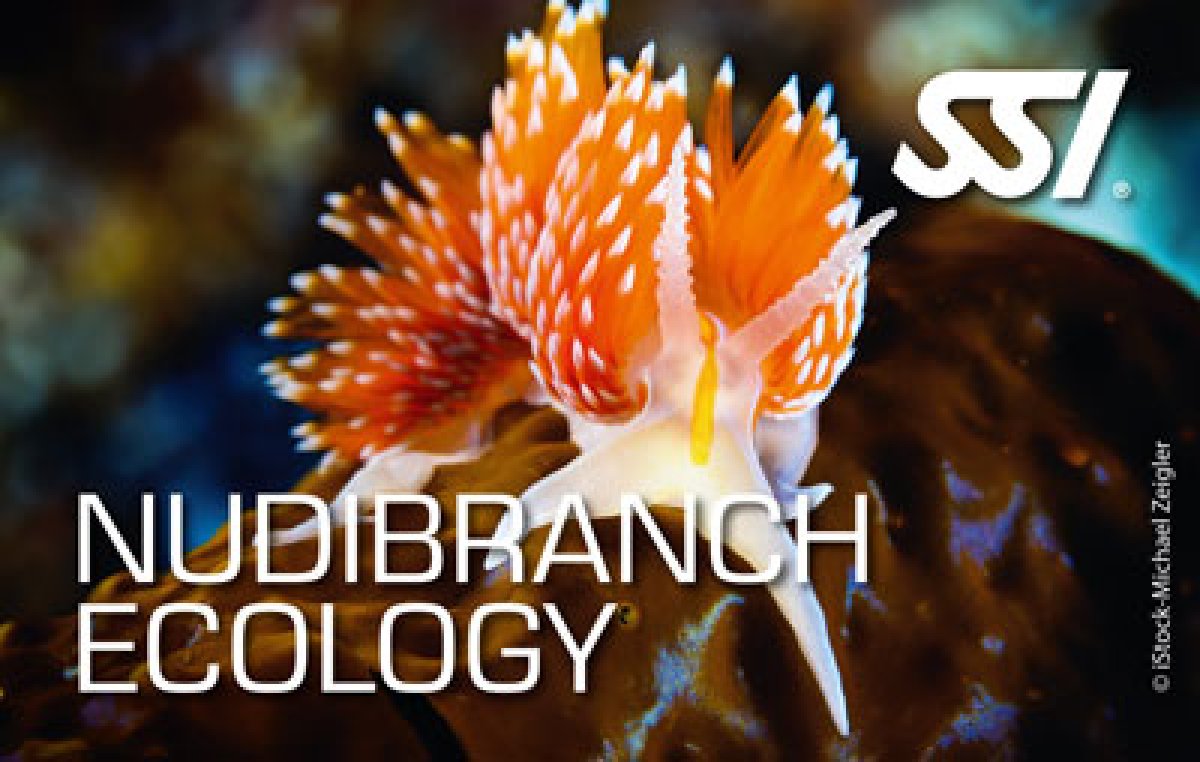 Introducing The New SSI Nudibranch Ecology Program