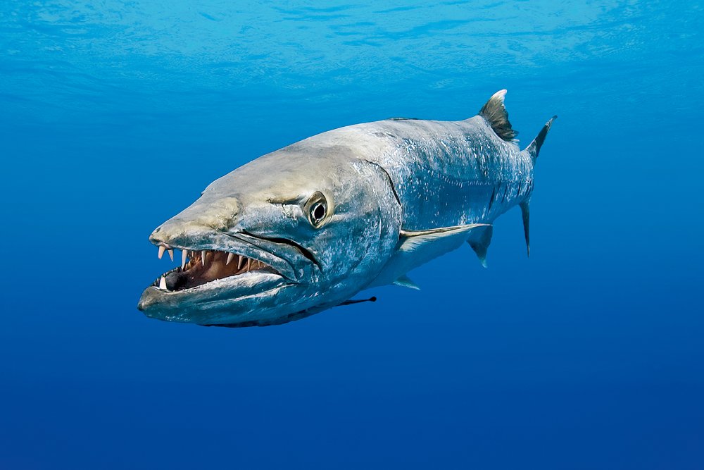 barracuda (c) iStock-Global_Pics