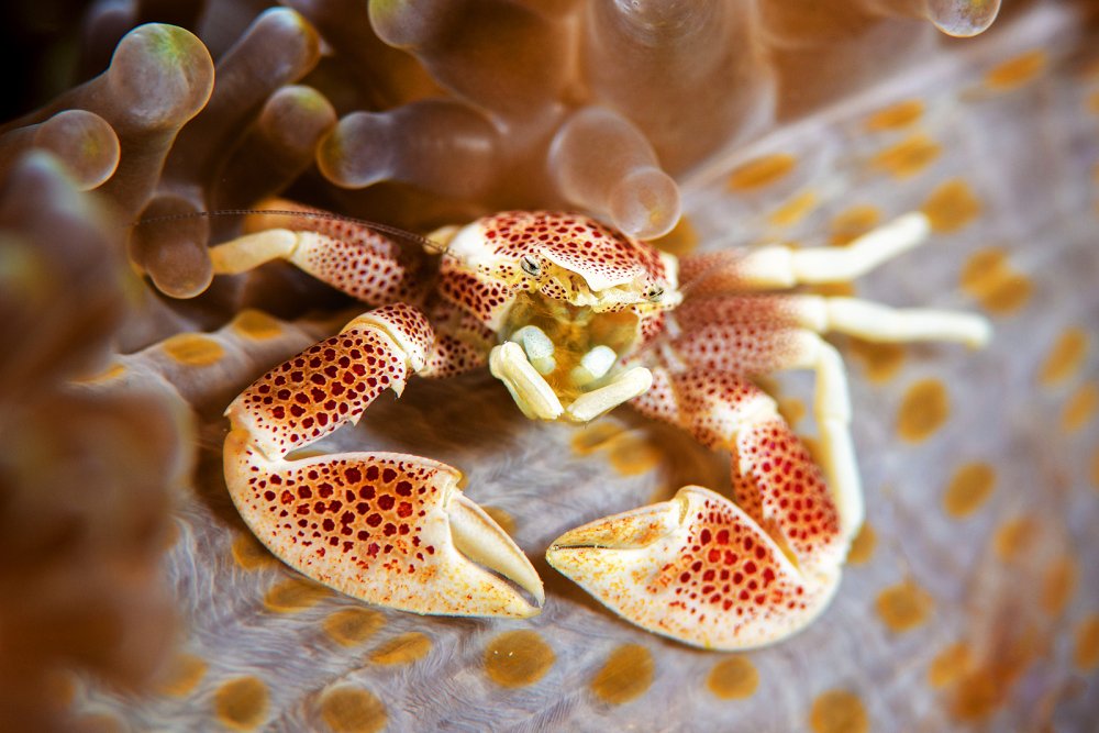 crab (c) iStock-Michael Zeigler