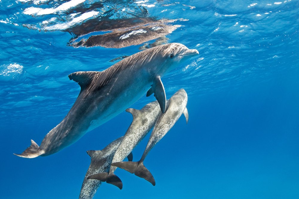 dolphins (c) iStock/NaluPhoto