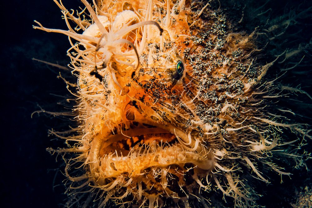 The Fascinating World of 8 Deep Sea Creatures