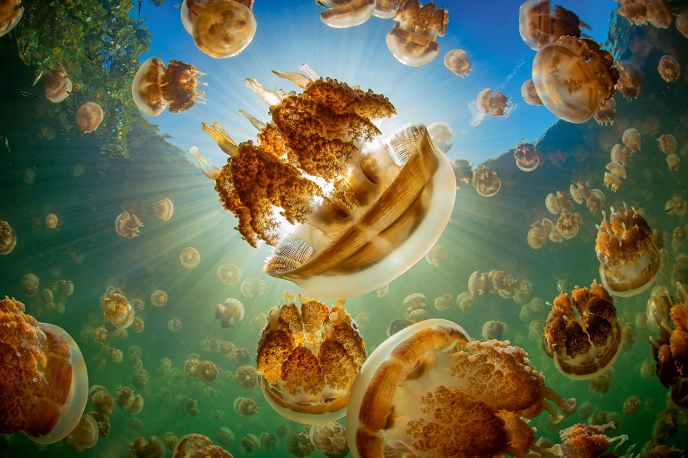 jellyfish (c) Shutterstock/Jesse Alpert