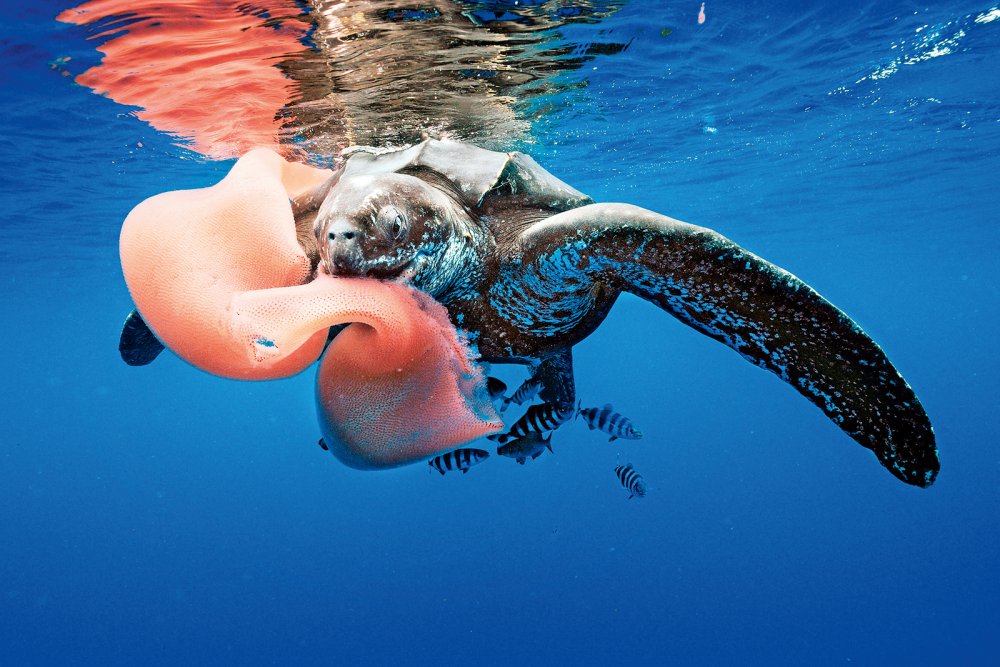 leatherback-sea-turtle (c) Alamy-National