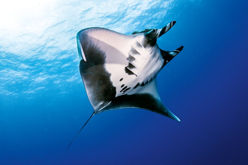 Manta Ray (c) iStock/Divepic