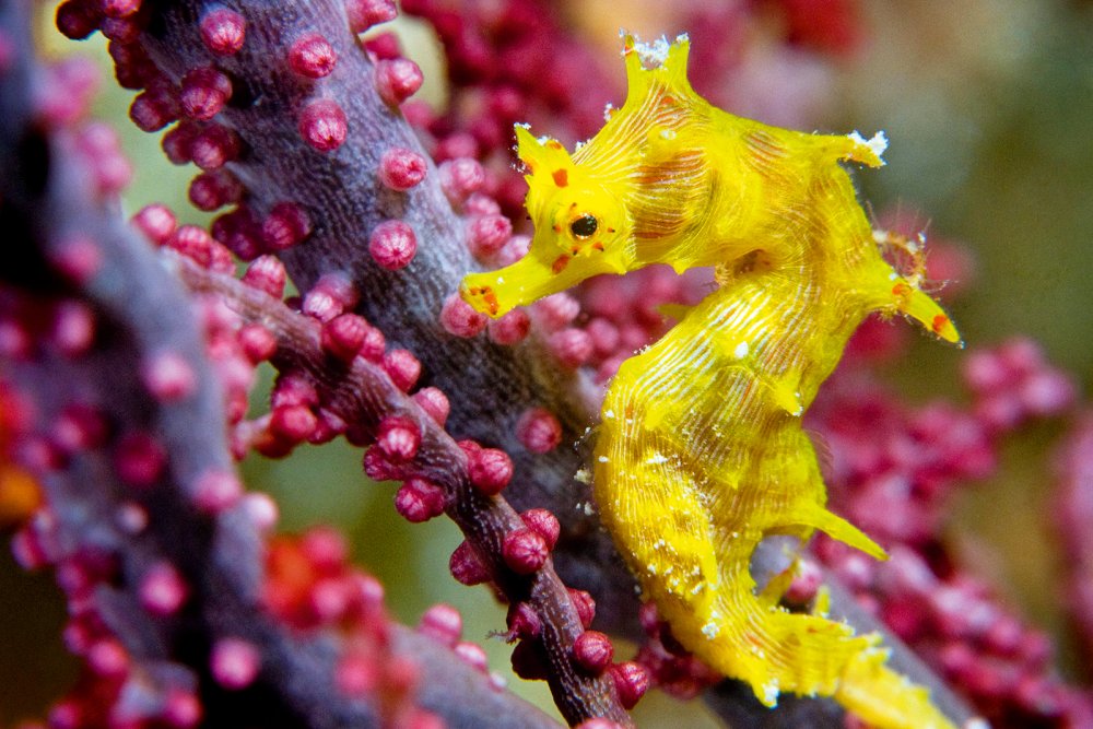 seahorses (c) Alamy/Dray van Beeck