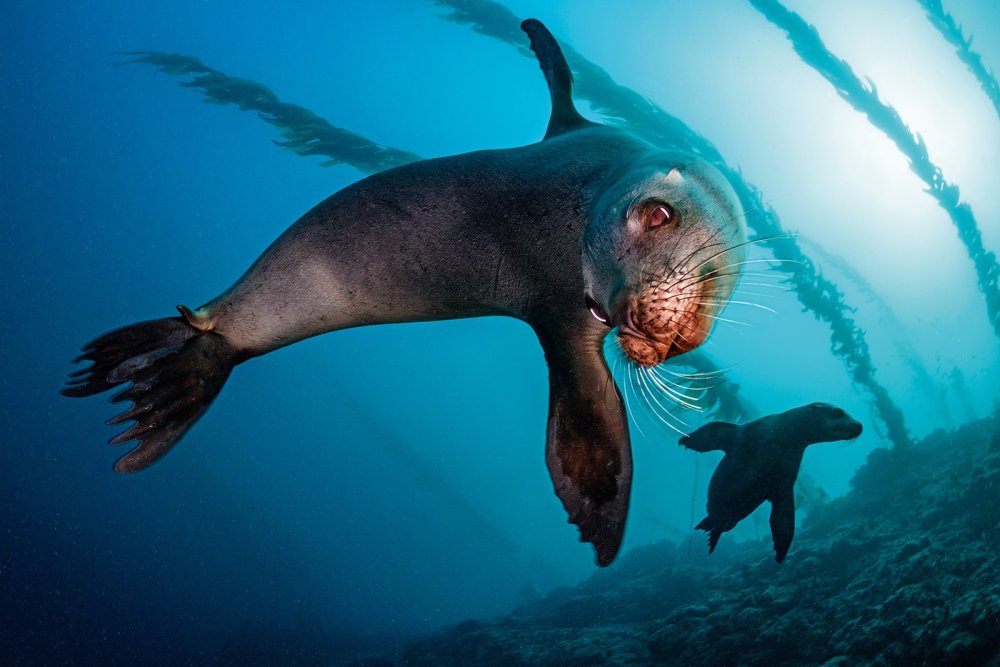 seal in the water (c) iStock-Michael-Zeigler