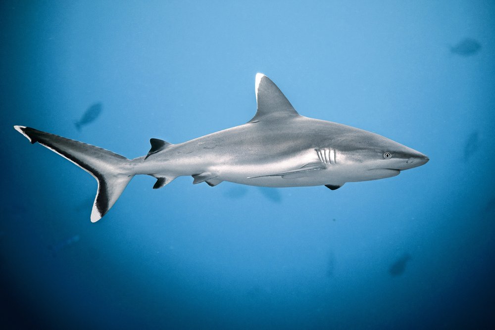 silvertip shark (c) iStock-Lindsey-Dougherty