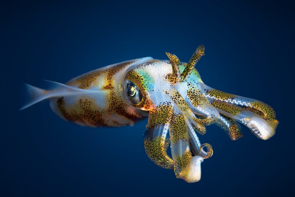 squid (c) shutterstock/DiveIvanonv