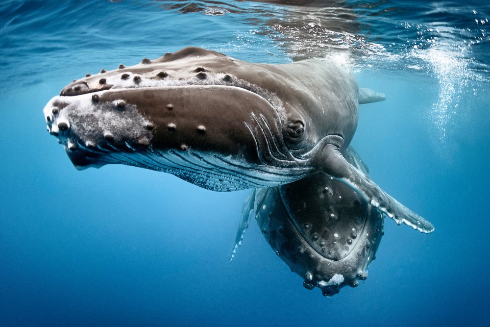 humpback whale (c) Alamy