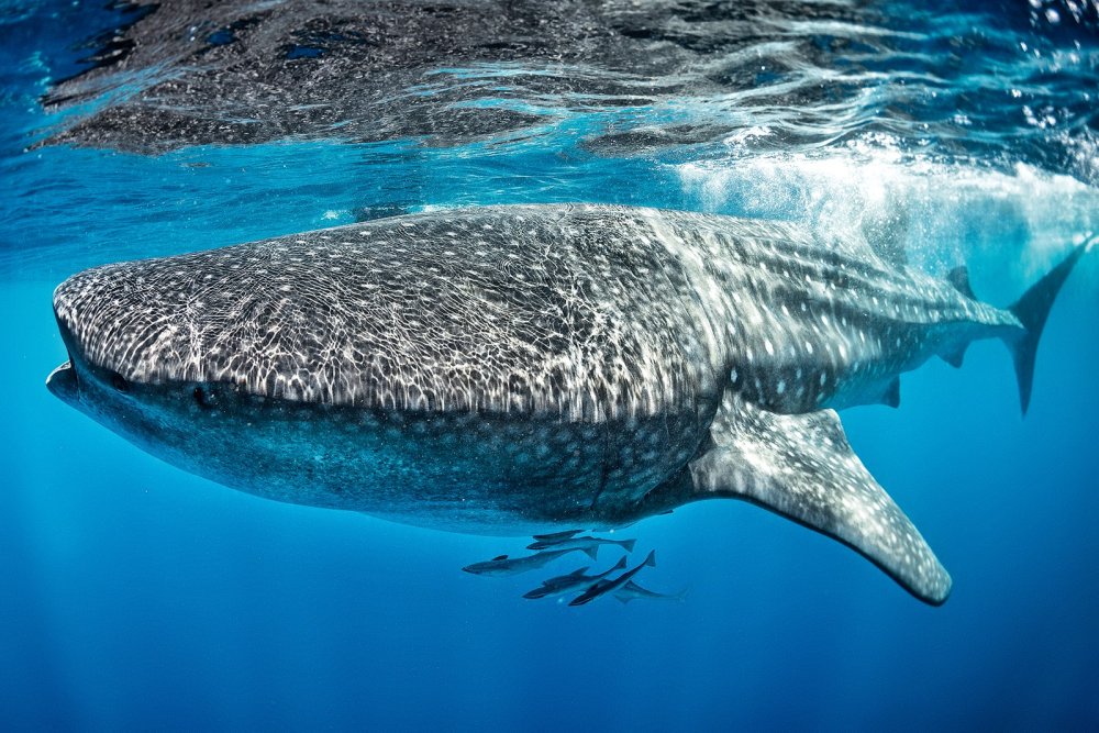 whale-shark (c) iStock-Extreme-Photographer